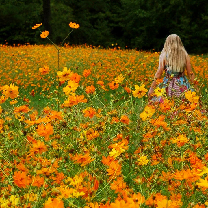 Y is for Yellow  Orange Wildflowers