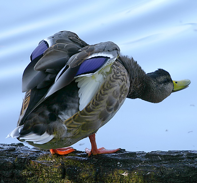 What..September Already and Duck Hunting Season again, now that really is a bummer!!