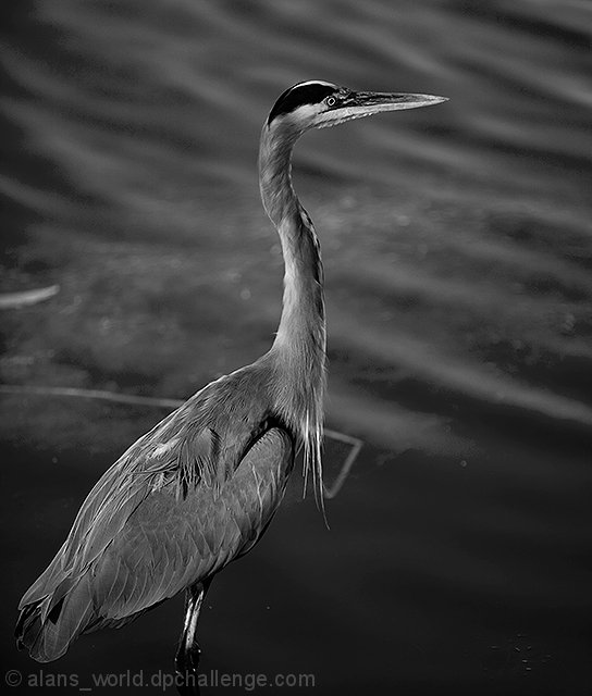 The Great Blue Heron, &nbsp;(Ardea herodias) 