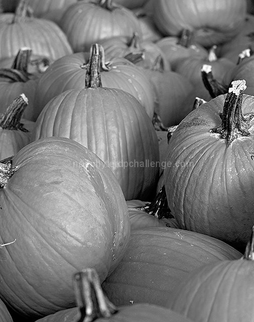 Autumn Pumpkin Patch