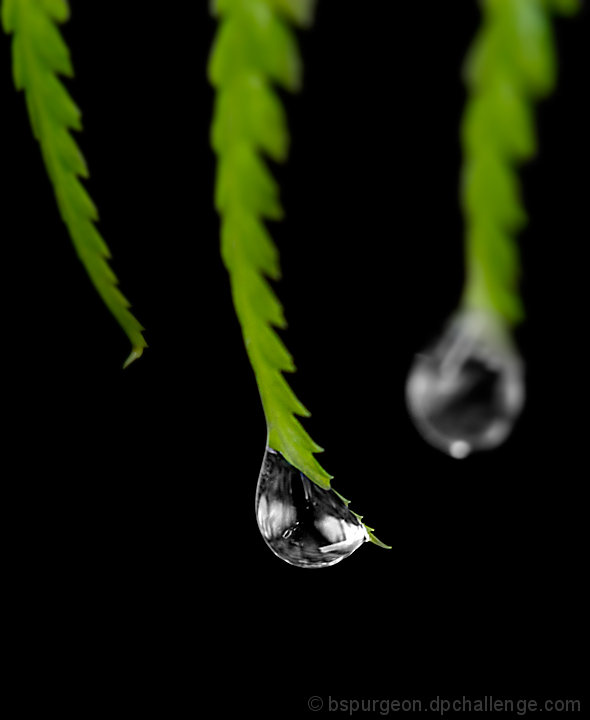 Weeping Fern