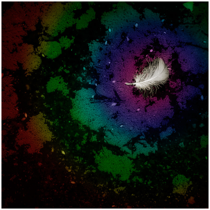 The last feather of the Phoenix