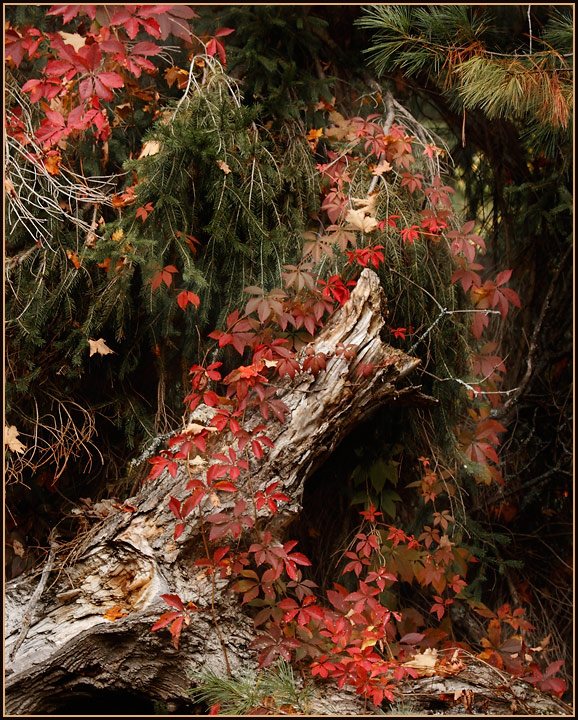 Autumn Love