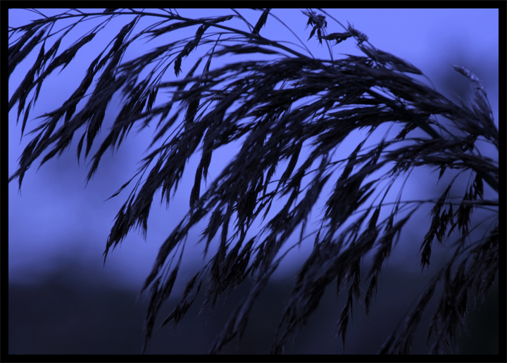 Sighing the Blues