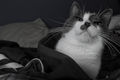 disturbed meow sleep