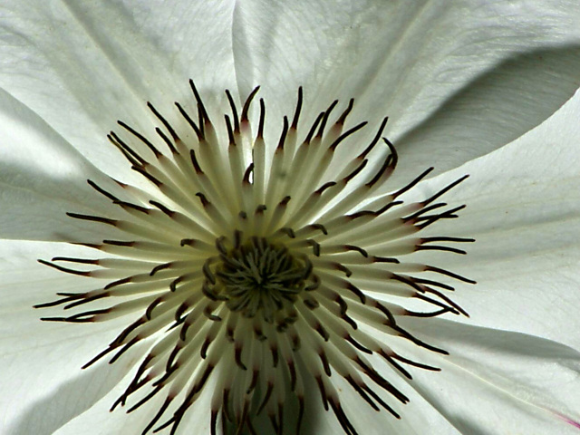 clematis