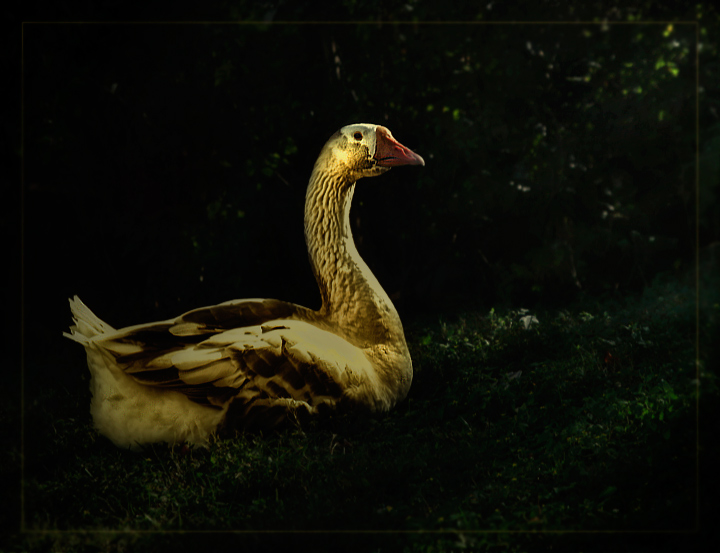 The Golden Goose