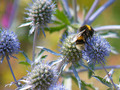 Pollinating