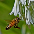 The Buzy Bee