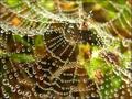 Nature's work. Contributors - Spider, Dew and Photographer