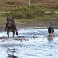 Splish Splash!