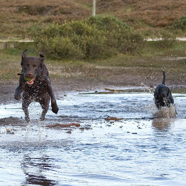 Splish Splash!