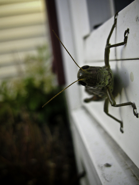 A child's favourite pastime: playing with bugs.