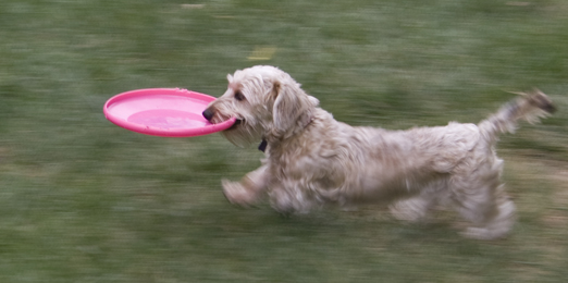 Let's Play Frisbee