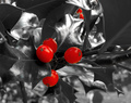 Holly