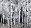 Aspens Awaiting Snow