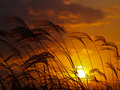 Autumn Grass