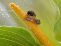 Baby Snail on Lily Center