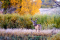 Fall colors