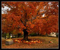 Autumn At Comfort Farm