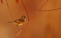 Swamp Sparrow at sunset