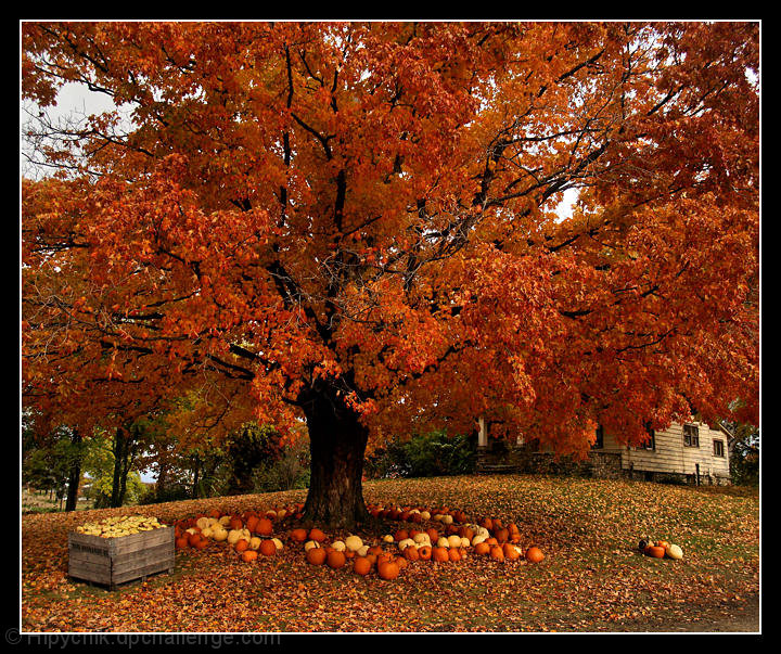 Autumn At Comfort Farm