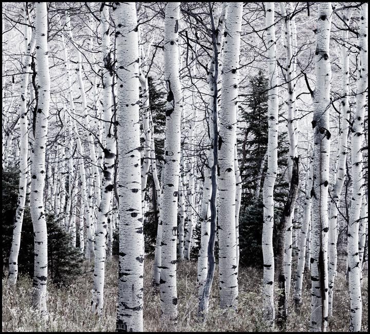 Aspens Awaiting Snow