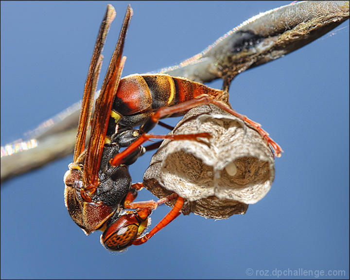 Polistes humilis - Common Paper Wasp
