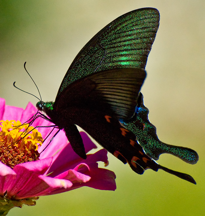 Bhutanese Butterfly
