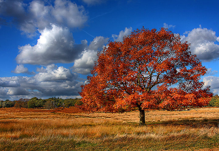 Autumn Tranquility