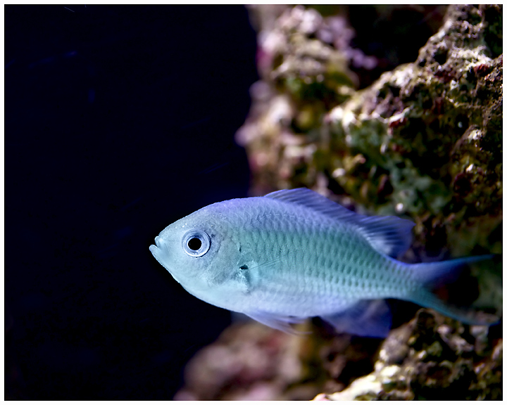 Green Chromis