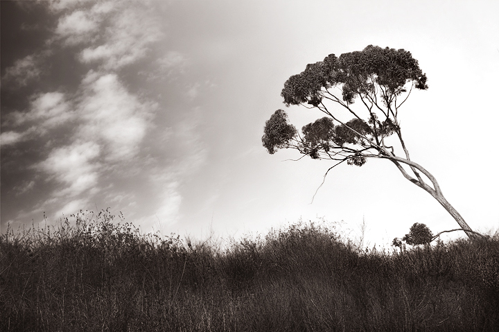 Politics of a Tree