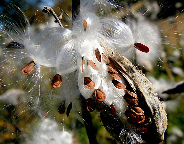 Milkweed pod releasing its seeds