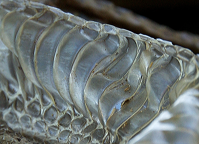 Discarded snakeskin