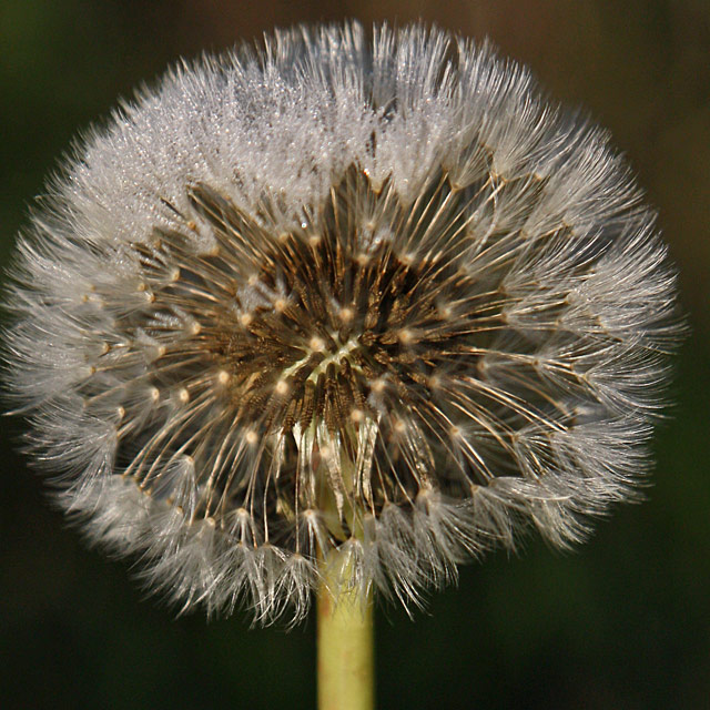 Seeds on the Outside