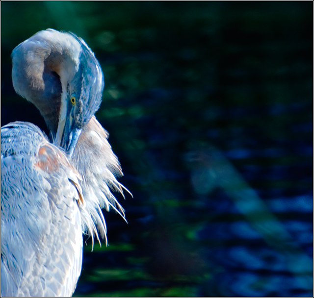 Blue Heron Preening