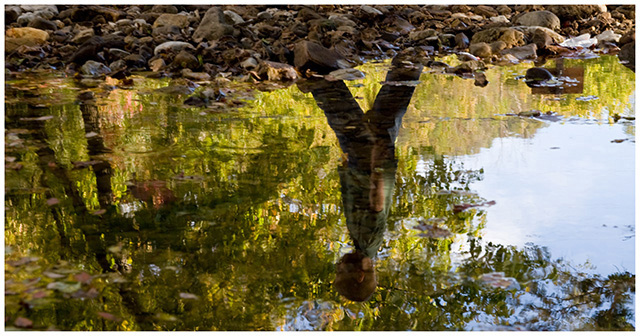 Fall Reflections