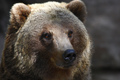 Grizzly Thoughts