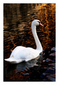 Swan Lake