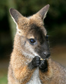 Australian Urban Scavanger