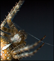 Flies Eye View
