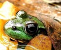There's a fly on the eye of the frog on the log in the hole in the middle of the leaves!