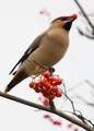 Bombycilla garrulus - Bohemian Waxwing