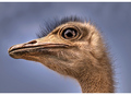 Struthio camelus  (Ostrich)