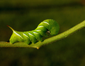 The Great Tobacco Hornworm Takes His Bow