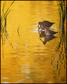 Water Fowl at Sunset