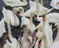 The Gathering Of The Swans