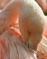 Flamingo Preens