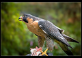 The Peregrine and the Field Mouse
