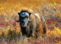 Wild Alaskan Musk Ox